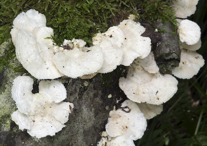 Trametes pubescens